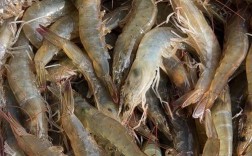 南美白对虾哪个品种最好？