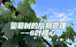 葡萄树后期管理有何关键技术？