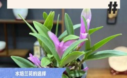 兰花育苗技术要点有哪些？