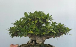 日本进口栀子花品种有何独特之处？