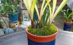 西北养兰花，什么品种好活又开花？