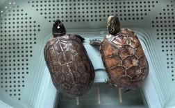 中华草龟养殖技术视频要点有哪些？