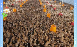 网上免费鸡苗养殖技术真的靠谱吗？