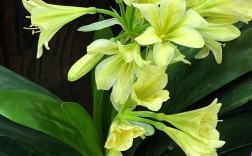 君子兰开花品种有哪些？