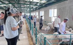 湖羊养殖技术培训视频，如何快速掌握核心技巧？