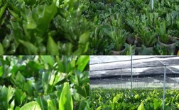 农业疏菜种植技术视频，如何快速掌握种植技巧？