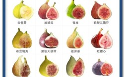 无花果种植最多的是哪个品种？