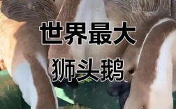 狮头鹅究竟有几个品种？