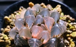 最贵漂亮的多肉品种，到底有多贵多美？