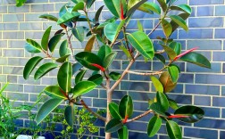 橡皮树品种有哪些分类？