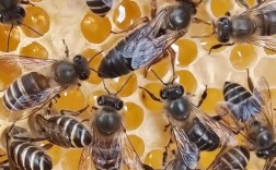 中蜂养殖哪个品种最好？