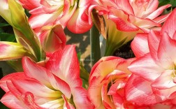 进口名贵花卉品种有哪些？