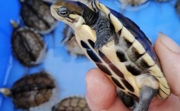 2025石金钱龟价格会涨还是跌？