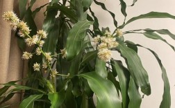 巴西木常见开花品种有哪些？