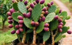 仙人掌有哪些常见品种？