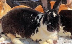 獭兔养殖新技术视频有哪些要点？