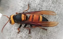 黑尾胡蜂蜂王如何高效养殖？