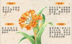 君子兰哪个品种更受欢迎？