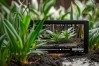 铁皮石斛种植技术视频，铁皮石斛种植技术视频直播