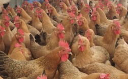 湖北土鸡2025年价格会涨还是跌？