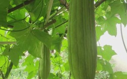 竹叶菜何时种？技术要点有哪些？