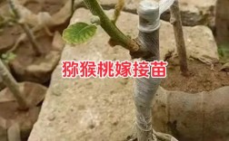 猕猴桃嫁接视频，新手如何快速掌握？