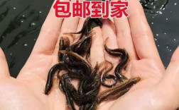 台湾泥鳅养殖技术怎么学？