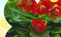 羽叶长寿花品种知多少？