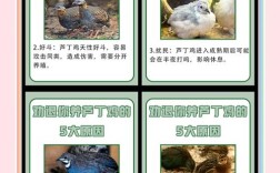 鸡饲养管理技术教学目的