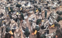 养鸭哪个品种最赚钱？