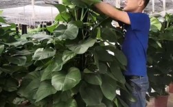 大叶绿萝有花叶品种吗？