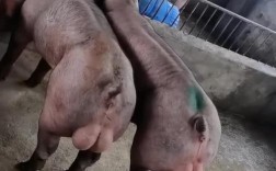 杜洛克猪养殖技术视频有哪些要点？