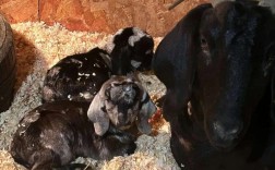 波尔山羊科学饲养技术要点有哪些？