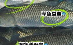 鲫鱼草鱼混养，技术要点有哪些？