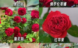 什么月季品种最好养活？