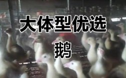 霍尔多巴吉鹅养殖技术要点有哪些？