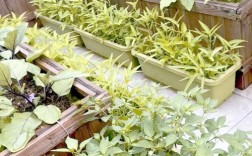 露地菜哪些品种效益好？