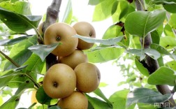 江西适合种哪些梨品种？