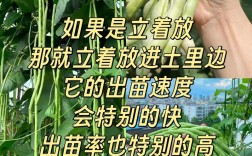 长豆角怎么种才能高产？