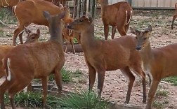 麂子养殖技术视频教程怎么学？