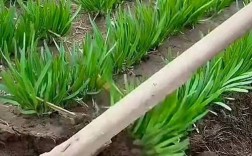 韭菜高产种植技术视频，关键步骤有哪些？