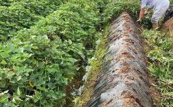 地瓜高产栽培技术视频有哪些要点？