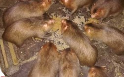 2025竹鼠种苗价格多少钱一只？