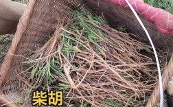 北柴胡种植技术视频有哪些要点？