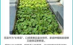 苋菜早熟高产怎么种？