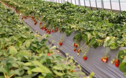 草莓大棚种植技术有哪些要点？