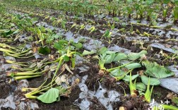 广东香芋种植技术视频，如何掌握关键种植技巧？