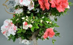 杜鹃花最具代表性的品种