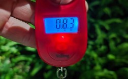 2025年鱿鱼价格为何暴涨？