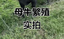 后备繁殖母牛养殖技术要点有哪些？